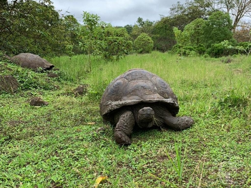 Giant Tortoise - Galapagos Ecuador