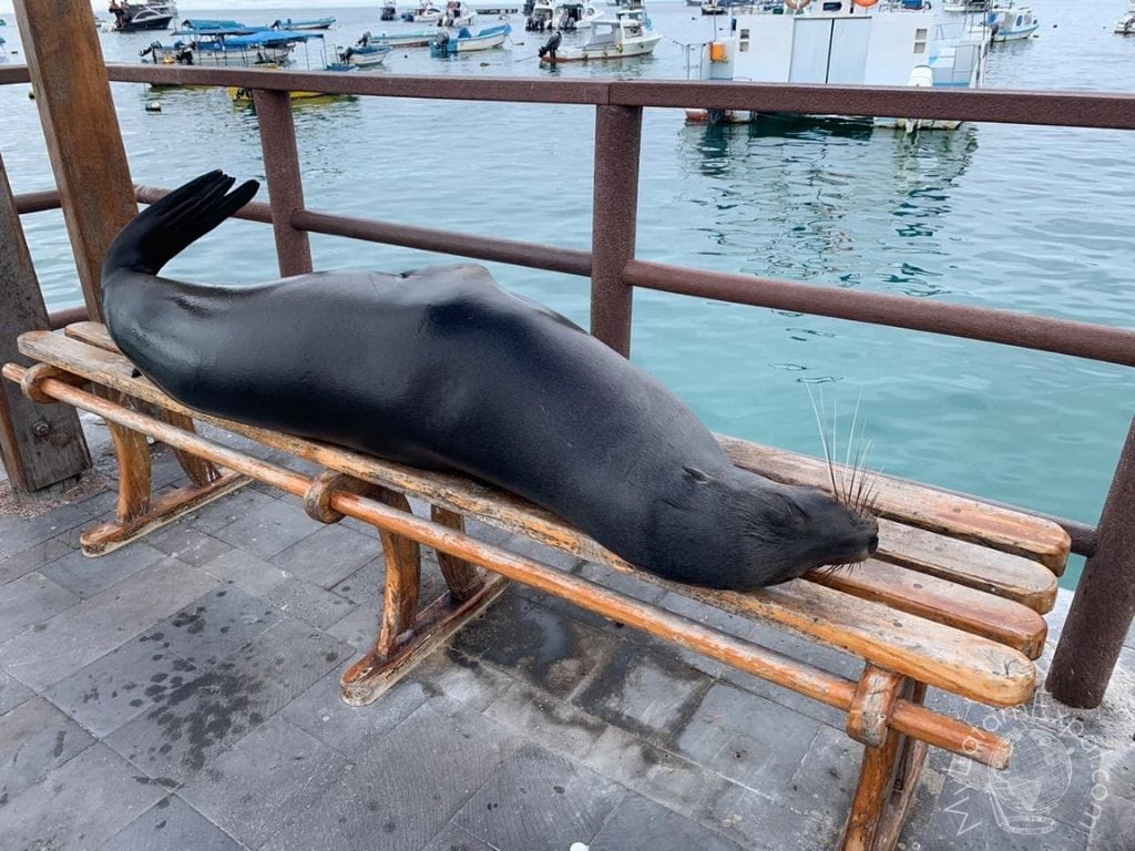 San Cristobal - sea lion napping in the harbor - Galapagos - Ecuador