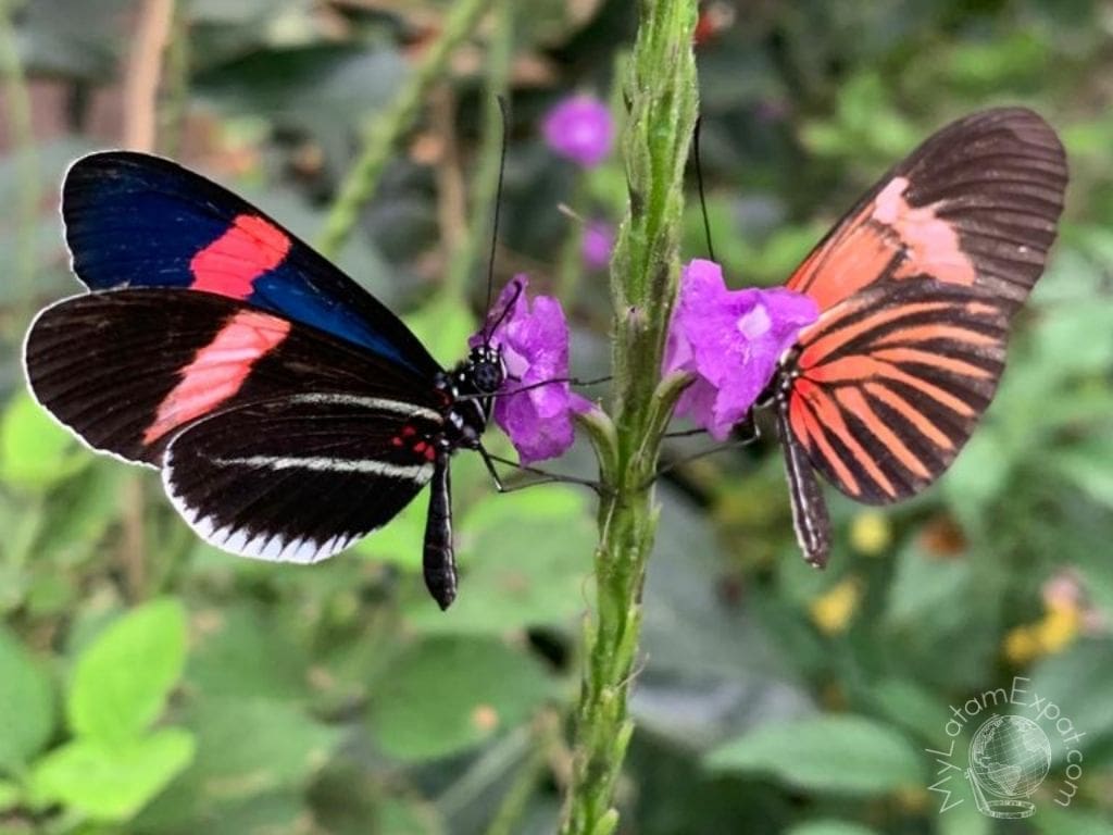 butterflies mindo ecuador